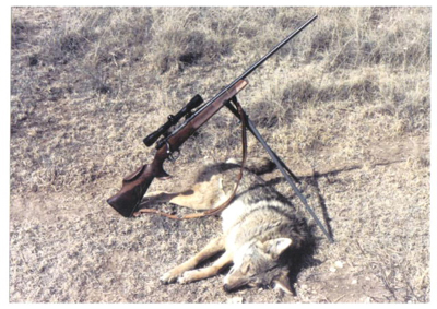 Coyote Down!