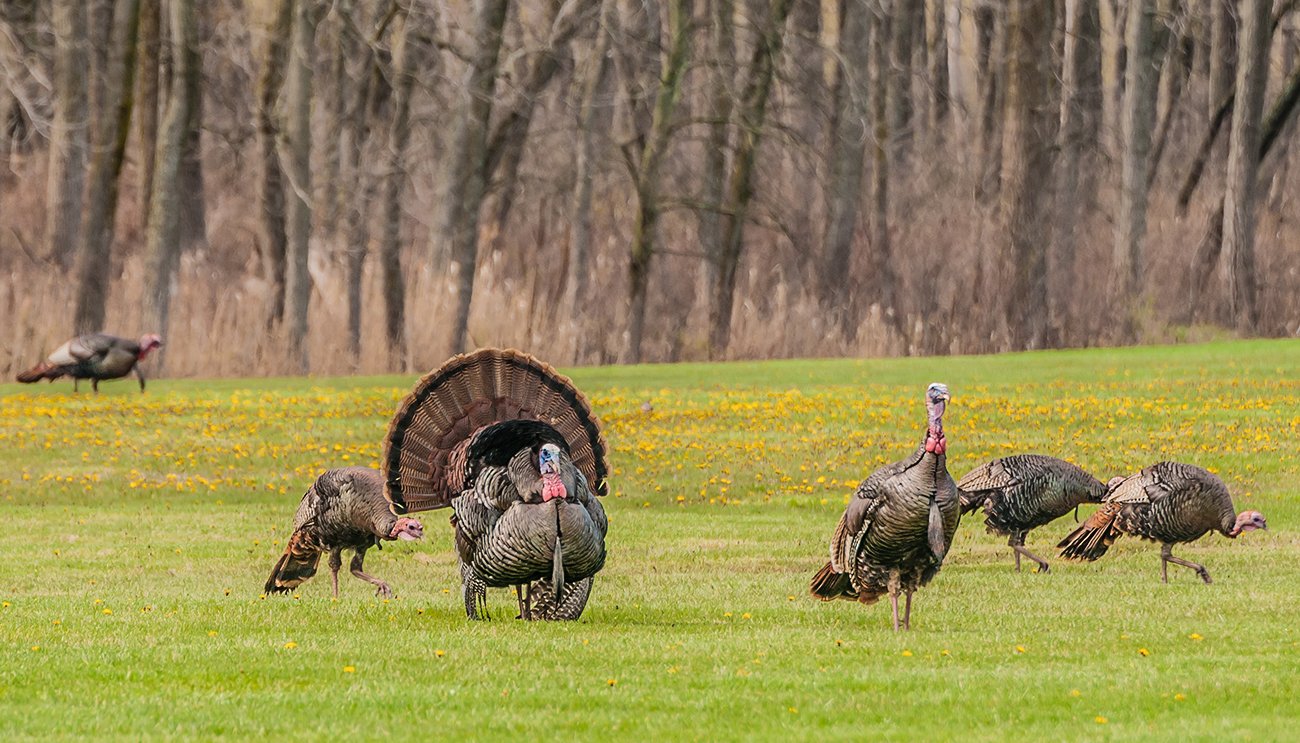 FOXPRO - Products - Turkey Category