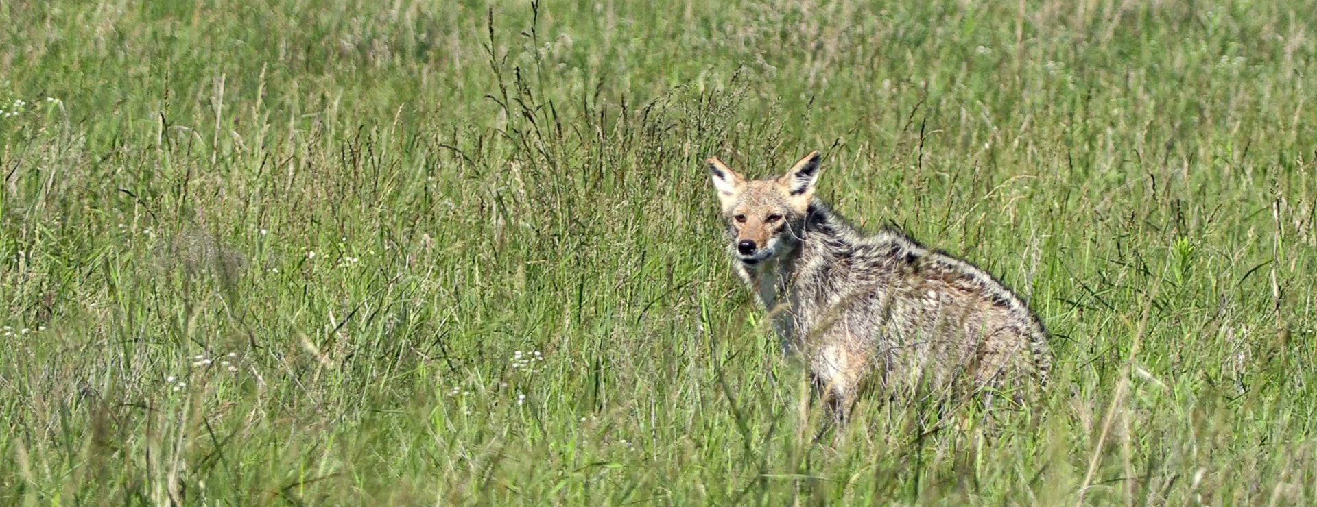 FOXPRO