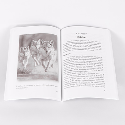 coyotes-by-the-calendar-andrew-lewand 2